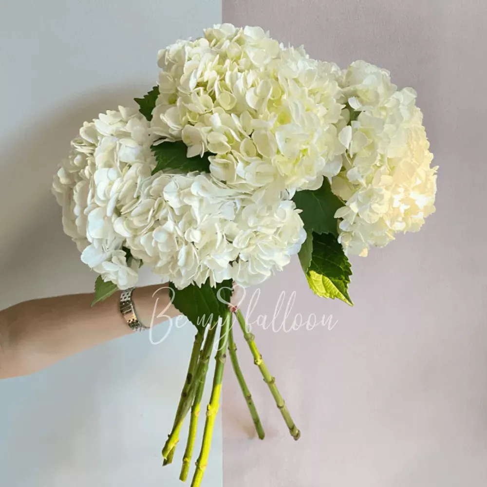 6 White Hydrangeas