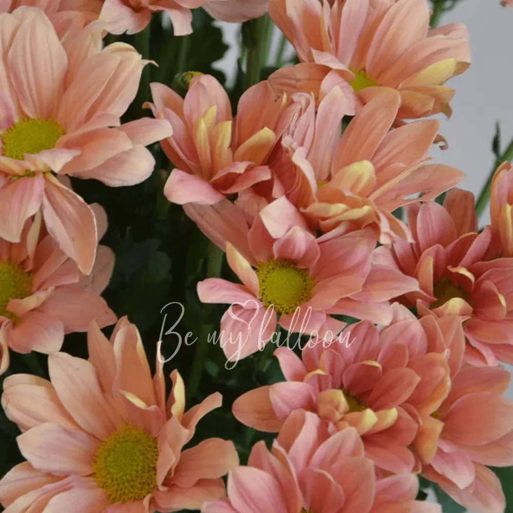 Pastel Bloom Flowers